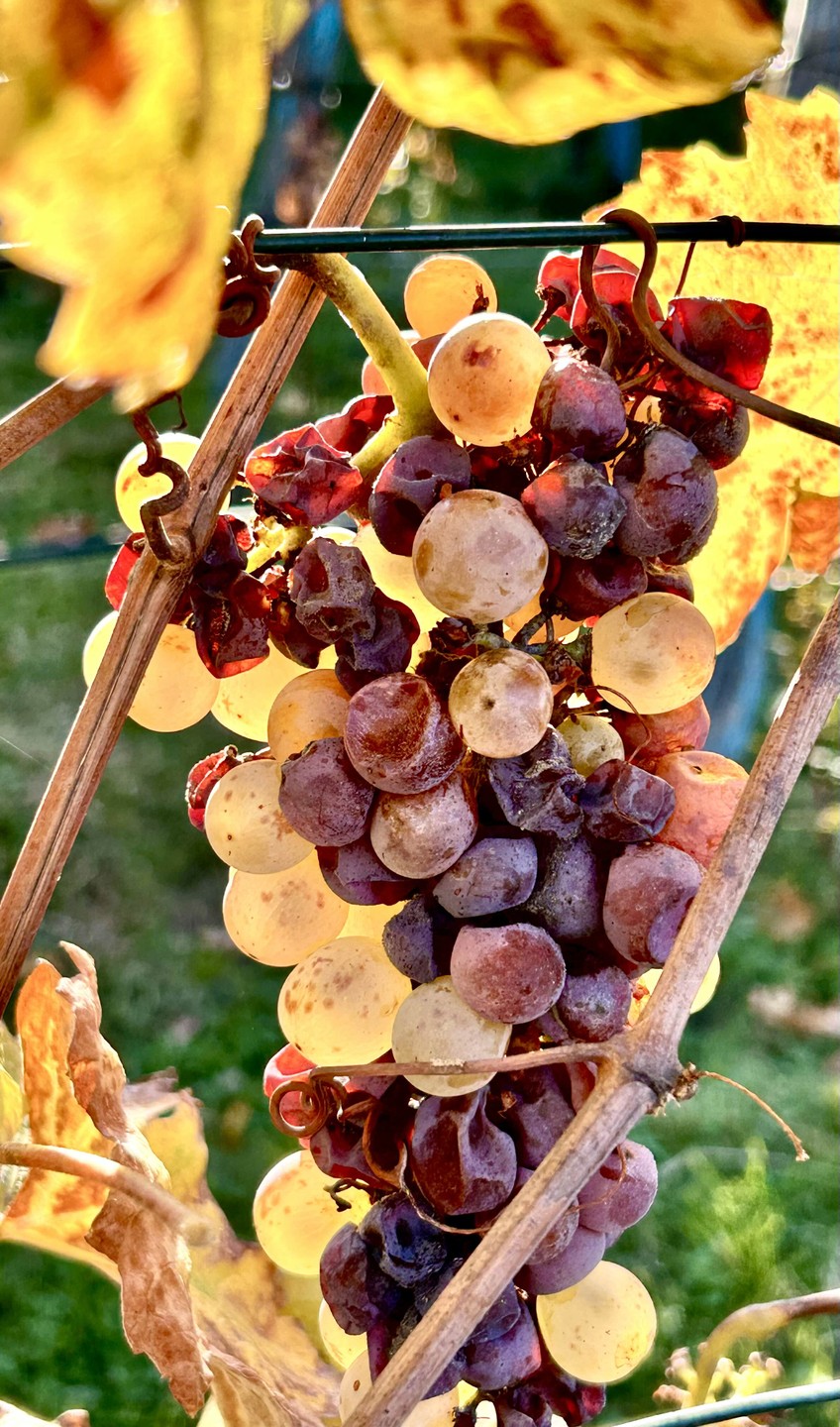 Кахетия в грузинской ментальности (Наталья)