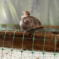 Фото отзыва 2: экскурсия "Гастроэкскурсия по первой улиточной ферме в Адлерском районе (всё включено)"