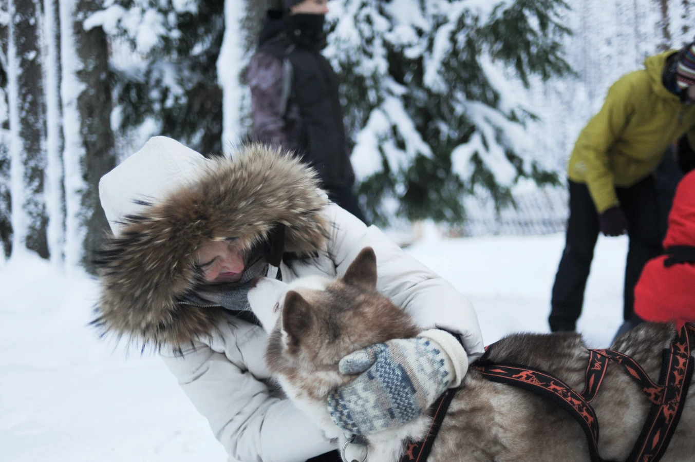 Прокатиться на собачьей упряжке в Карелии