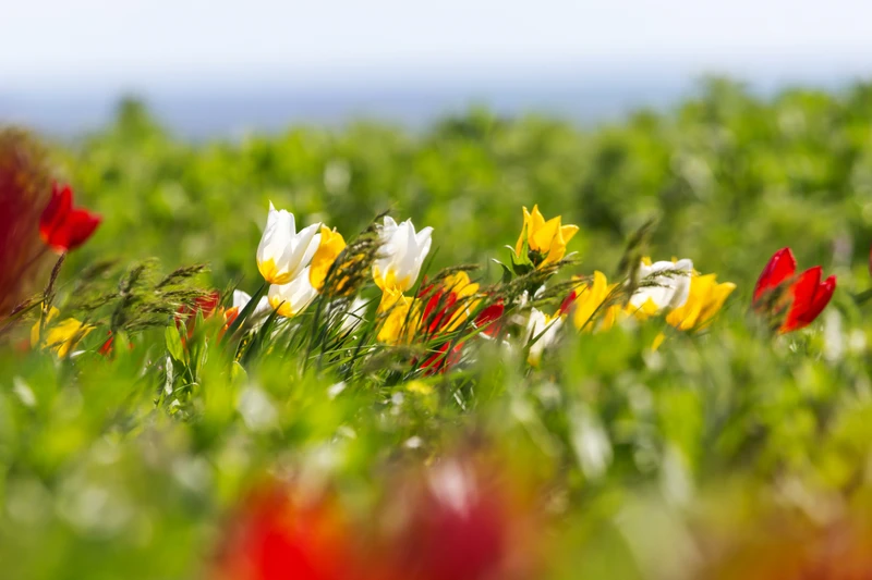 Весенний тур в Калмыкию: море тюльпанов, национальная кухня и мастер-классы