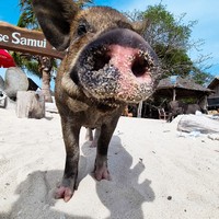 Фото отзыва 2: экскурсия "Индивидуальная морская прогулка со снорклингом и остановкой на Pig Island"