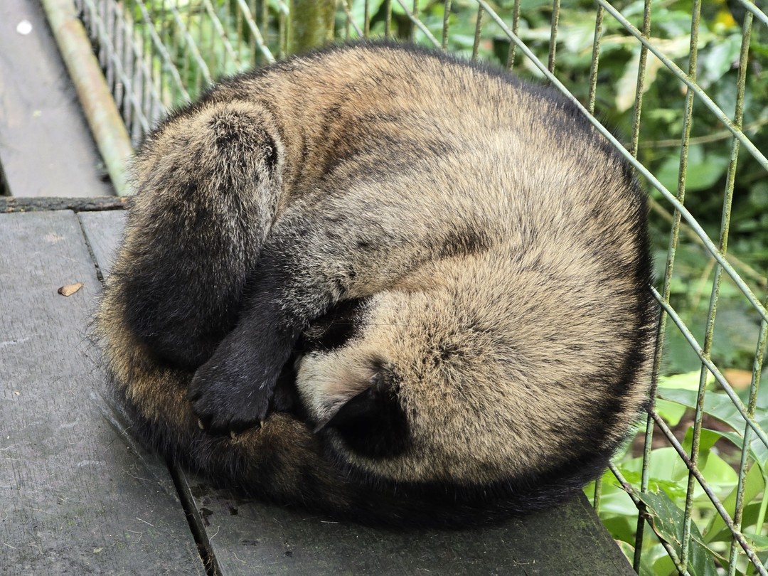 Сила - потрясающий гид. Очень интересный тур по Бали, увидели все самые лучшие места за один день, все очень понравилось, спасибо большое