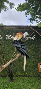 Фото отзыва 2: экскурсия "Обзорное путешествие по Бали"