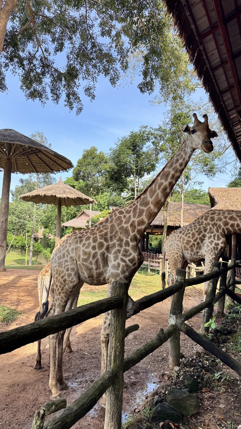 Экскурсия топ! Для нас был важен сафари, пляж со звездами без нудной исторической части и храмов