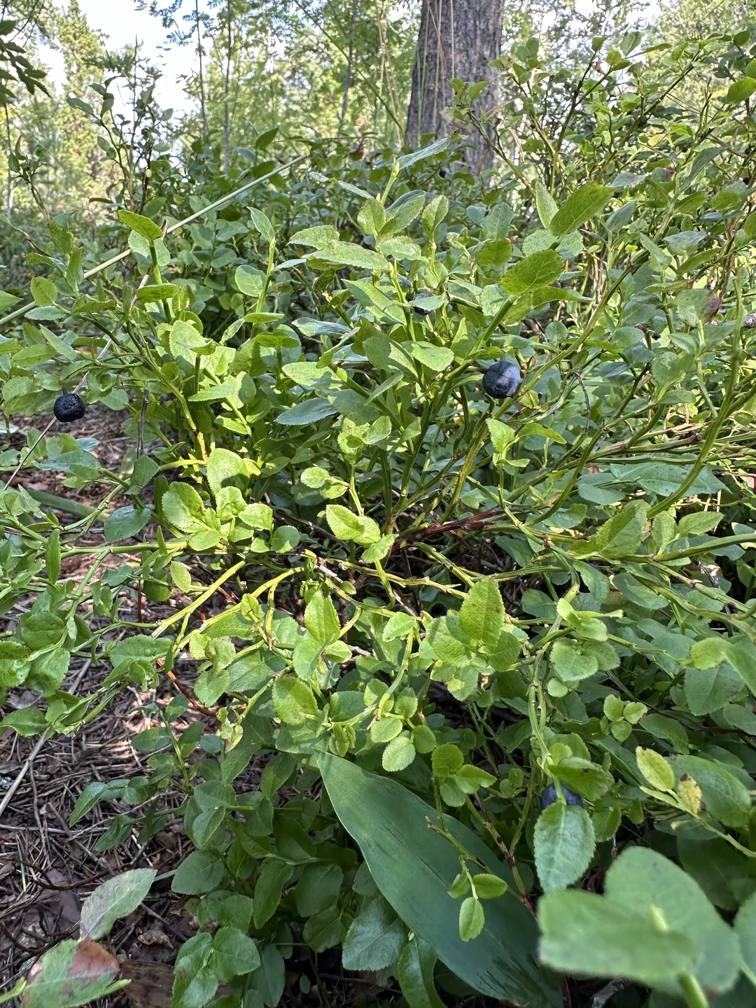 Заказали экскурсию через Трипстер. Сразу пришло подтверждение, внесли предоплату. В сообщении о подтверждении оплаты было указано