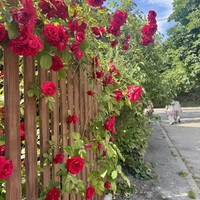 Фото отзыва 1: экскурсия "Привет, Калининград!"