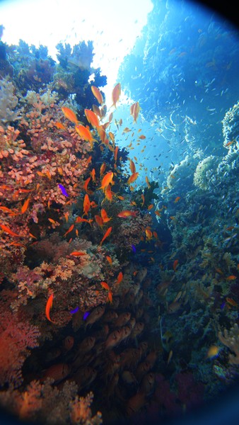 Это был мой первый дайвинг, и, конечно, было волнение. Но как минимум благодаря Вадиму и моему