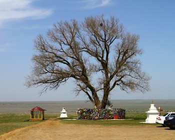 Любуемся тюльпанами и наблюдаем за птицами, "Одинокий тополь", "Золотая обитель Будды Шакьямуни", прогулка по Элисте