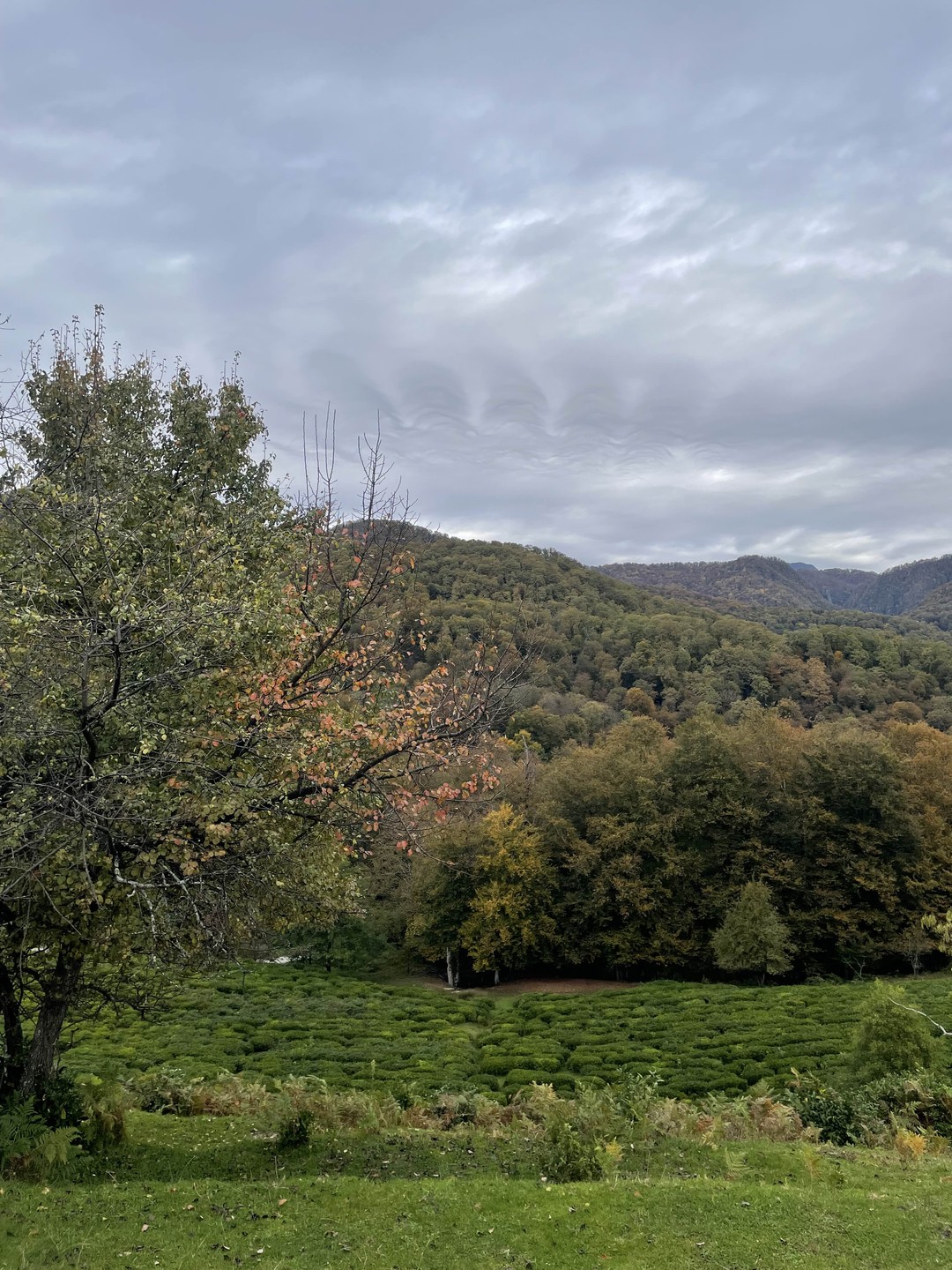 Сочи: по каньонам, пещерам и в самшитовый лес (Александра)