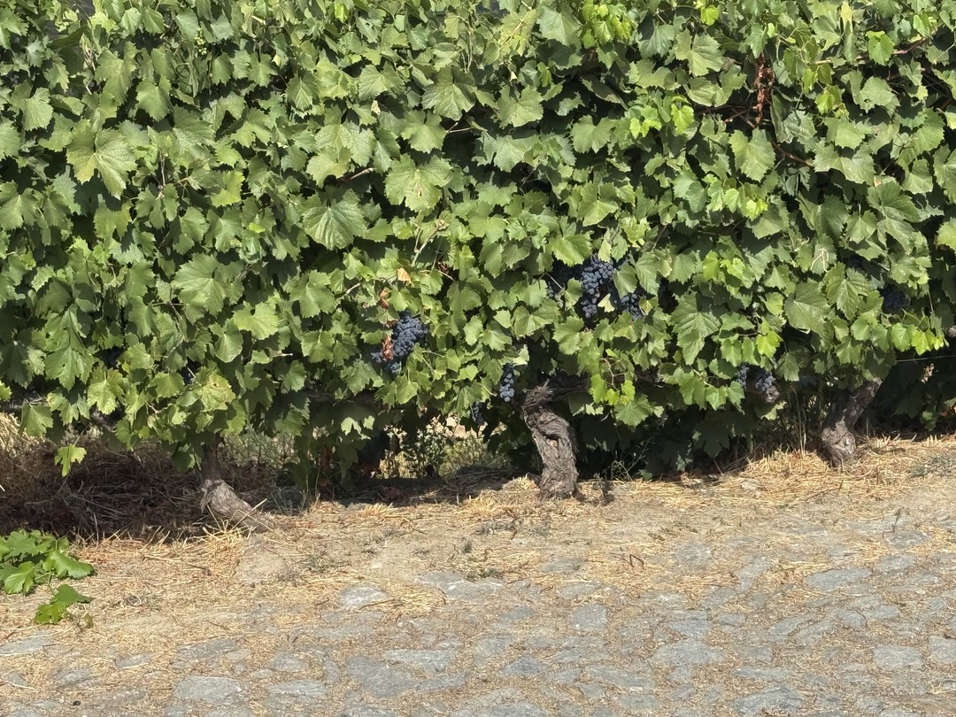 4 сентября совершили увлекательную экскурсию по району виноделия Доуру. Прекрасно проведенный день благодаря замечательному сопровождению экскурсионной