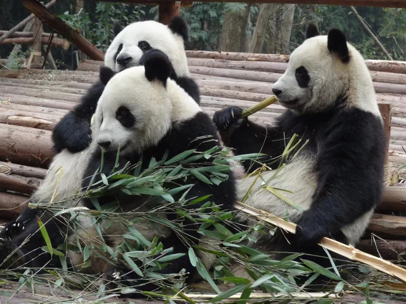 В поисках панд и скал-аватаров: индивидуальный тур в Чэнду и нацпарк «Чжанцзяцзе»