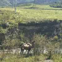 Фото отзыва 1: экскурсия "Перезагрузка на Алтае: топ локаций, заповедное озеро и моторафтинг по Катуни"