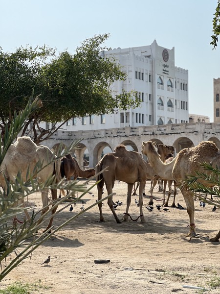 Спасибо за прекрасно организованную экскурсию гиду Наталье!!! Доха влюбила в себя!!! Маршрут отлично показал город (да