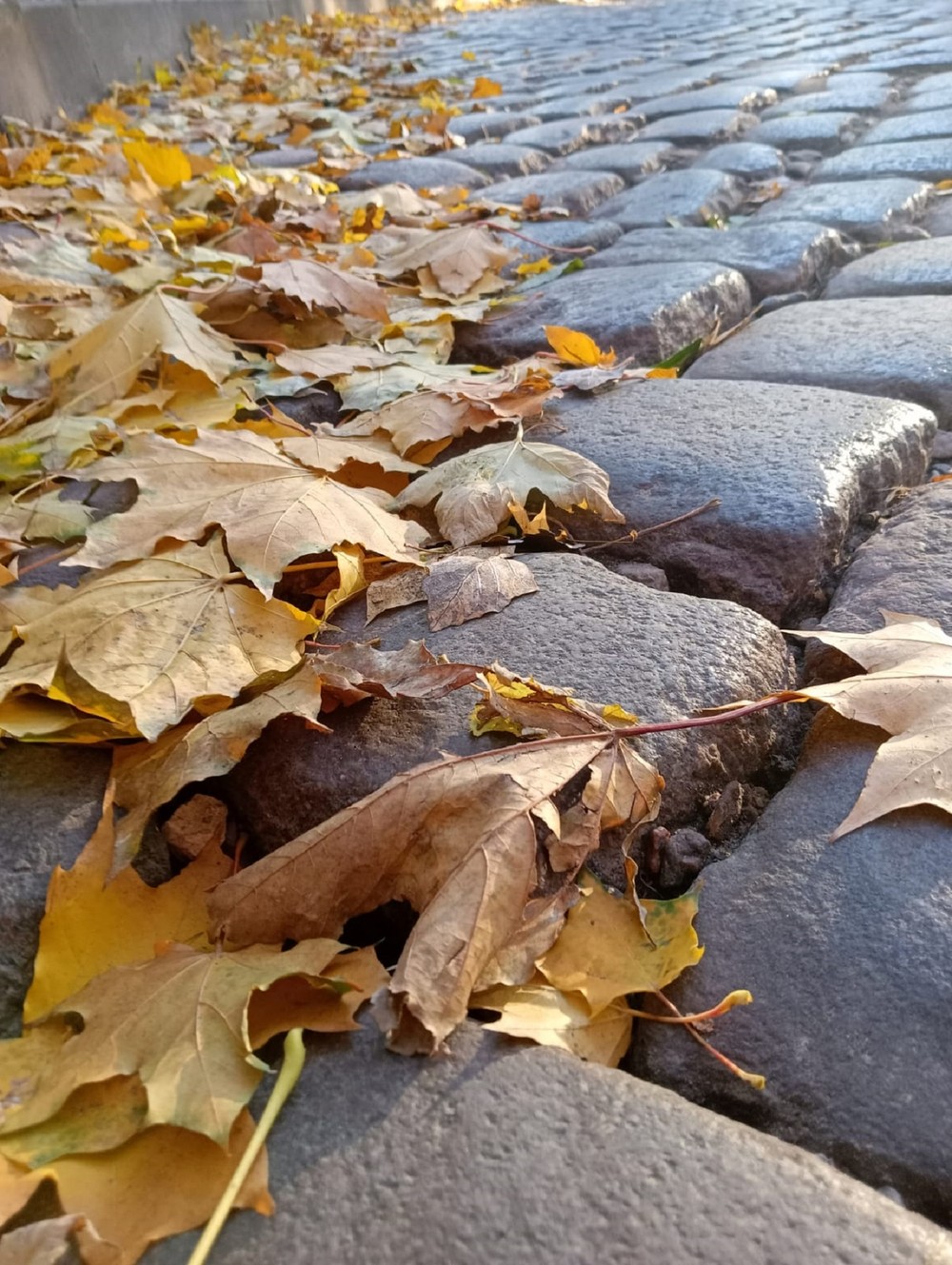 Фото Прогулка по Кёнигсбергу: от Канта до Гофмана
