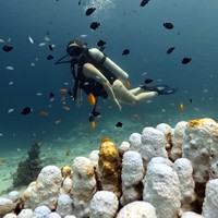Фото отзыва 1: экскурсия "Дайвинг на Пхукете для новичков — всё включено"