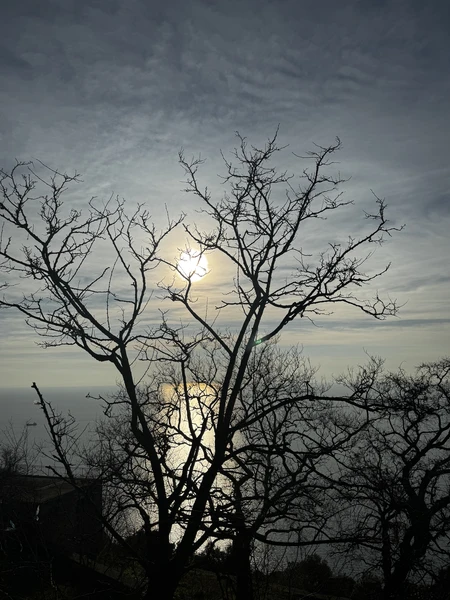 Отличный формат экскурсии для знакомства с островом Бююкада. На нем нельзя передвигаться на обычных автомобилях. Только