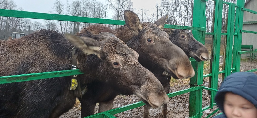 Отличная экскурсия. Узнали историю города по дороге на ферму. На ферме много интересного узнали про лосей