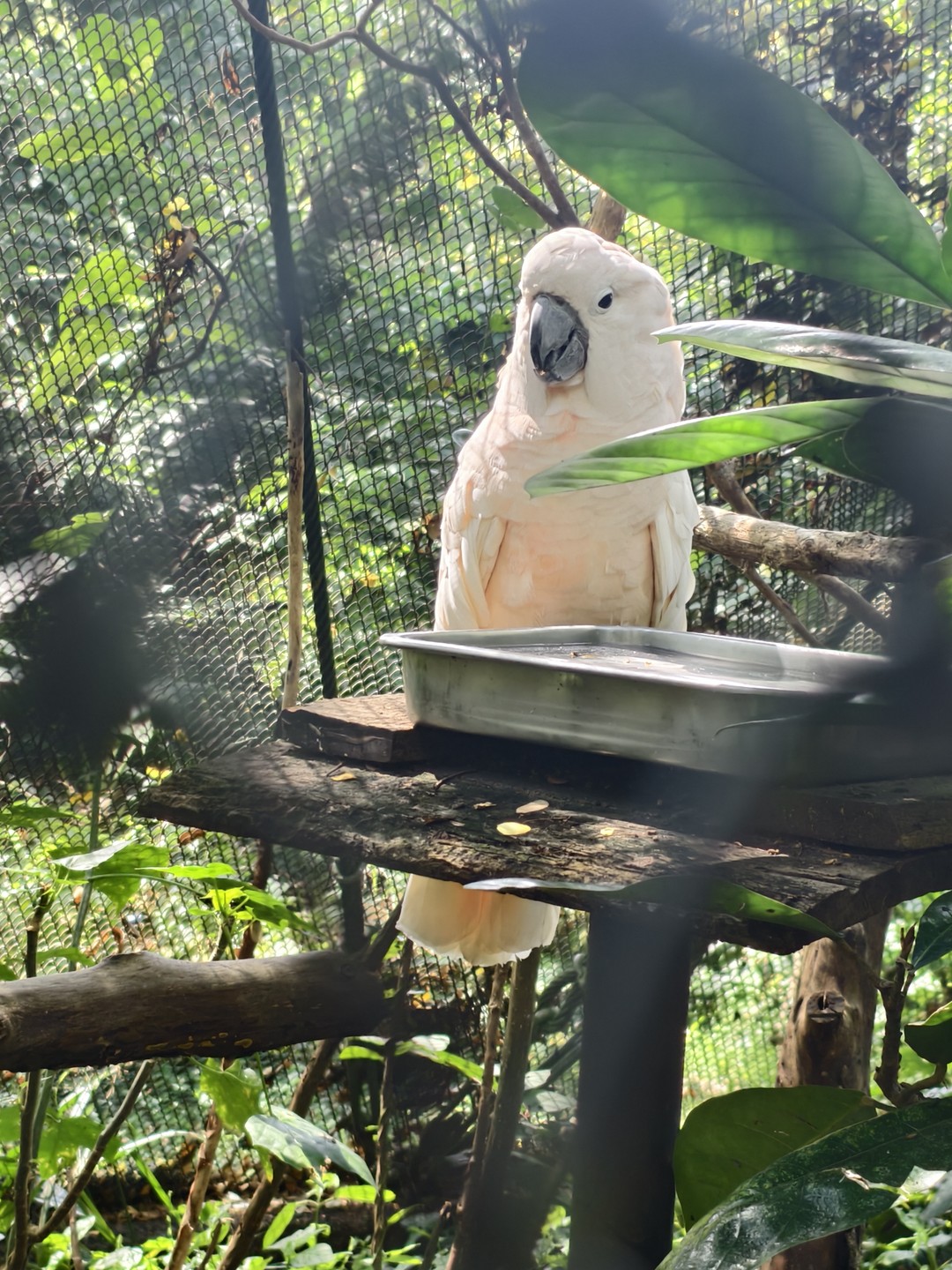 Экскурсия интересная, парк огромный, обойти самостоятельно очень сложно, т к. некоторые зоны находятся на большом расстоянии