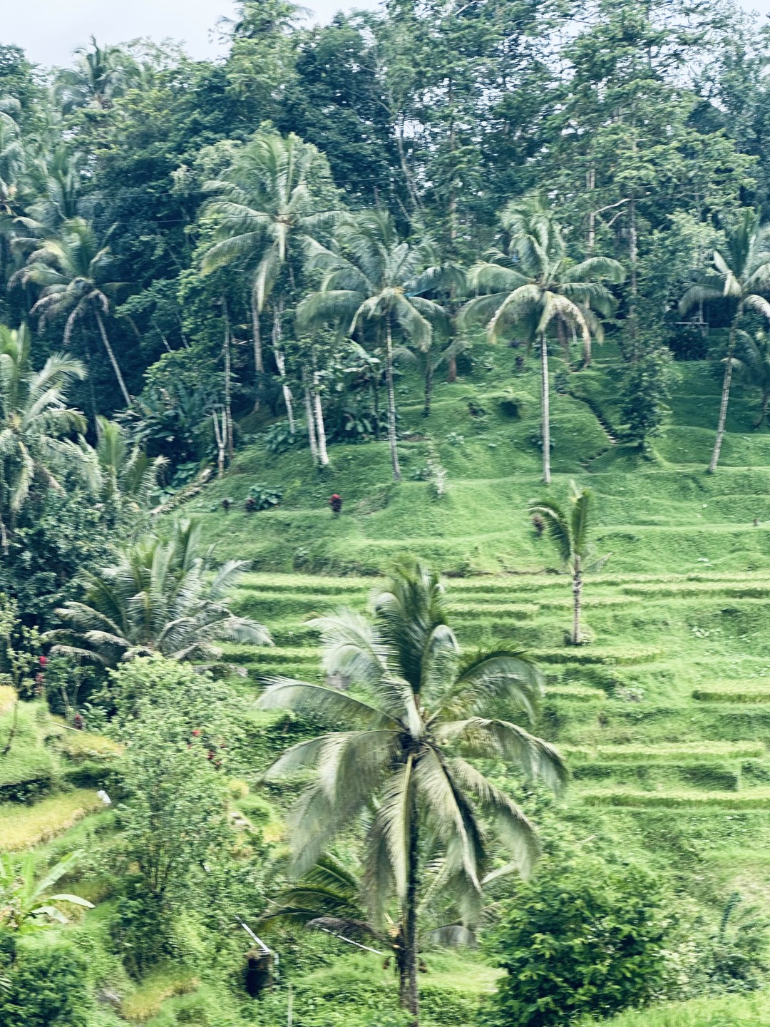 Сердце Бали: живописные плантации, парк птиц и краски Убуда (Venera)