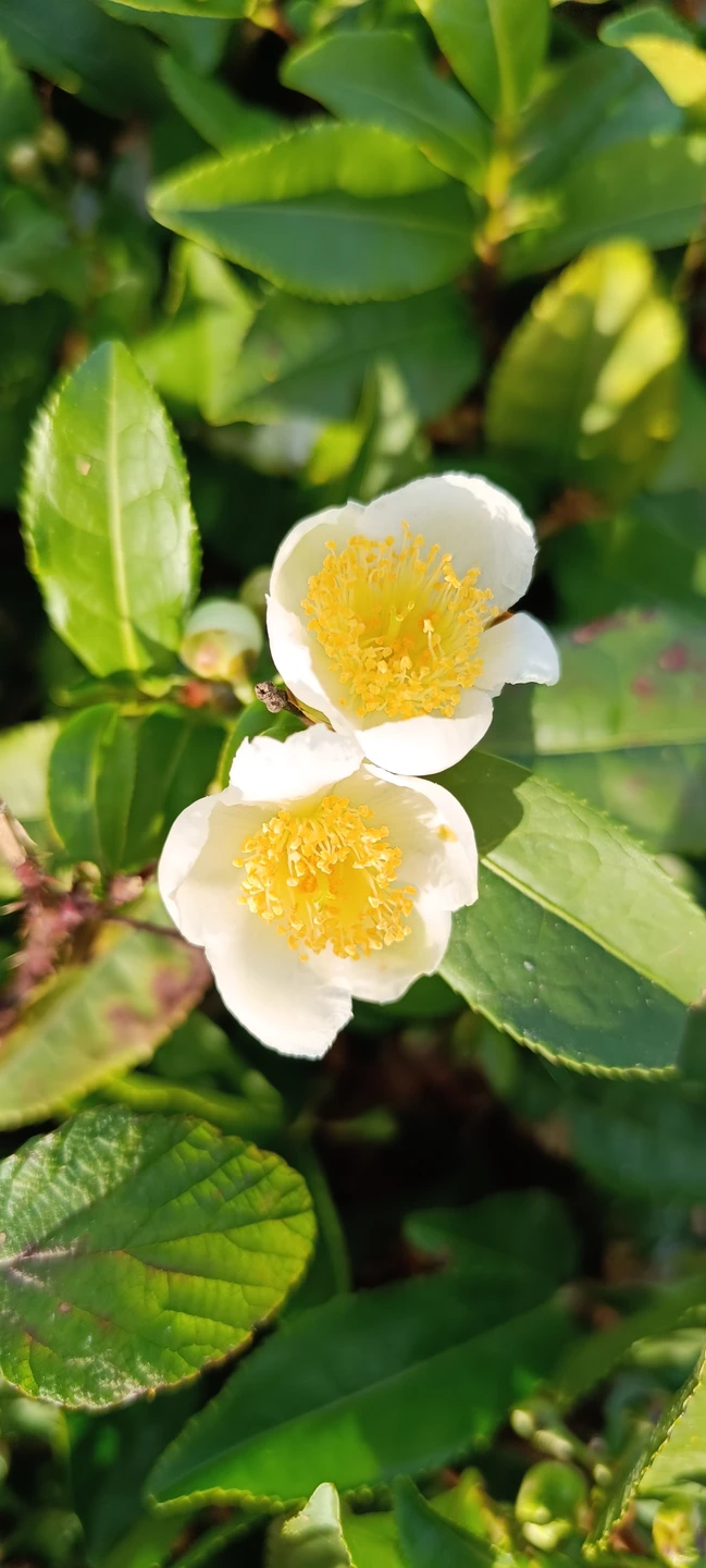 Мы прошли за день 9 километров по горам, увидели, как растёт чай, как текут горные реки