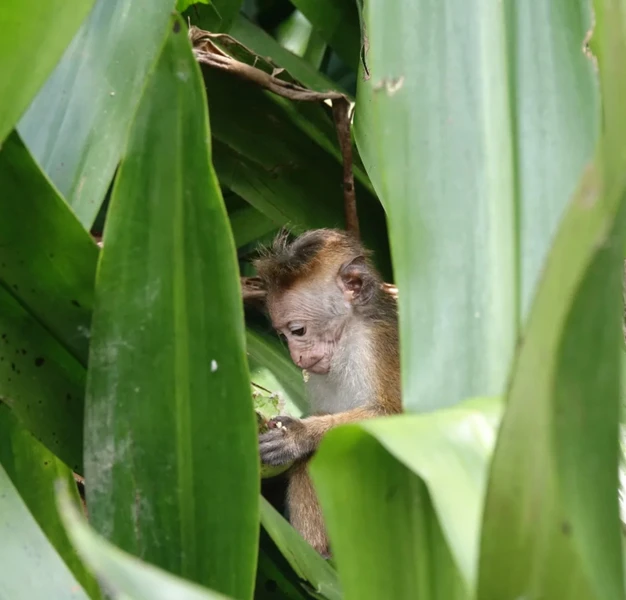 В город Элла - за яркими кадрами