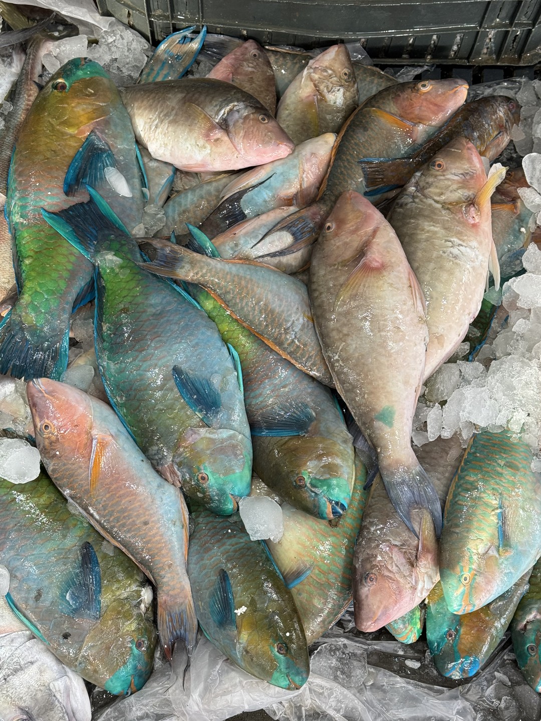 Роскошная экскурсия по наполнению и послевкусию. Гид Екатерина великолепный рассказчик, обладающий энциклопедическими знаниями. Благодаря ей Хургада