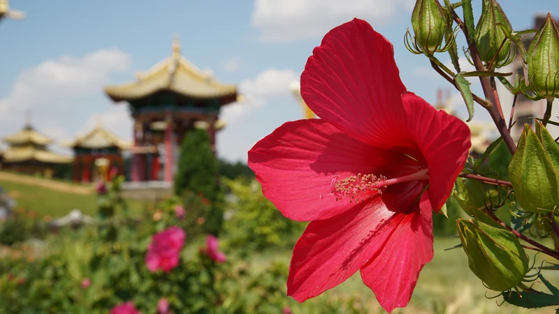 Калмыкия в цвету: буддийские святыни, кочевые народы и ковёр из тюльпанов