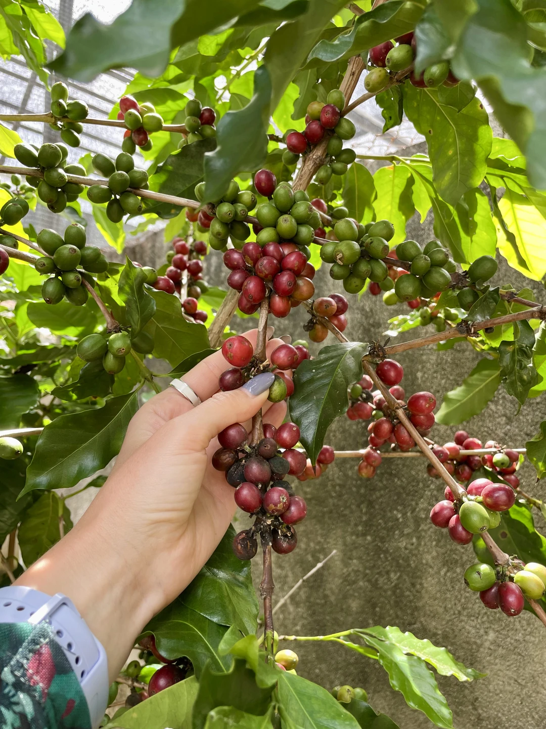 Групповая экскурсия из Нячанга в Далат (Ирина)