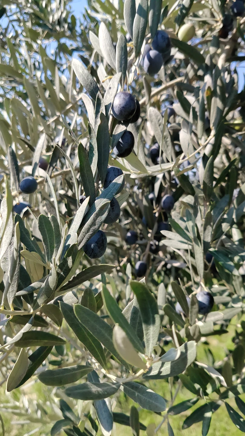 Поездка в Тбилиси оставила исключительно положительные эмоции. По пути мы узнали много интересного, как исторических фактов