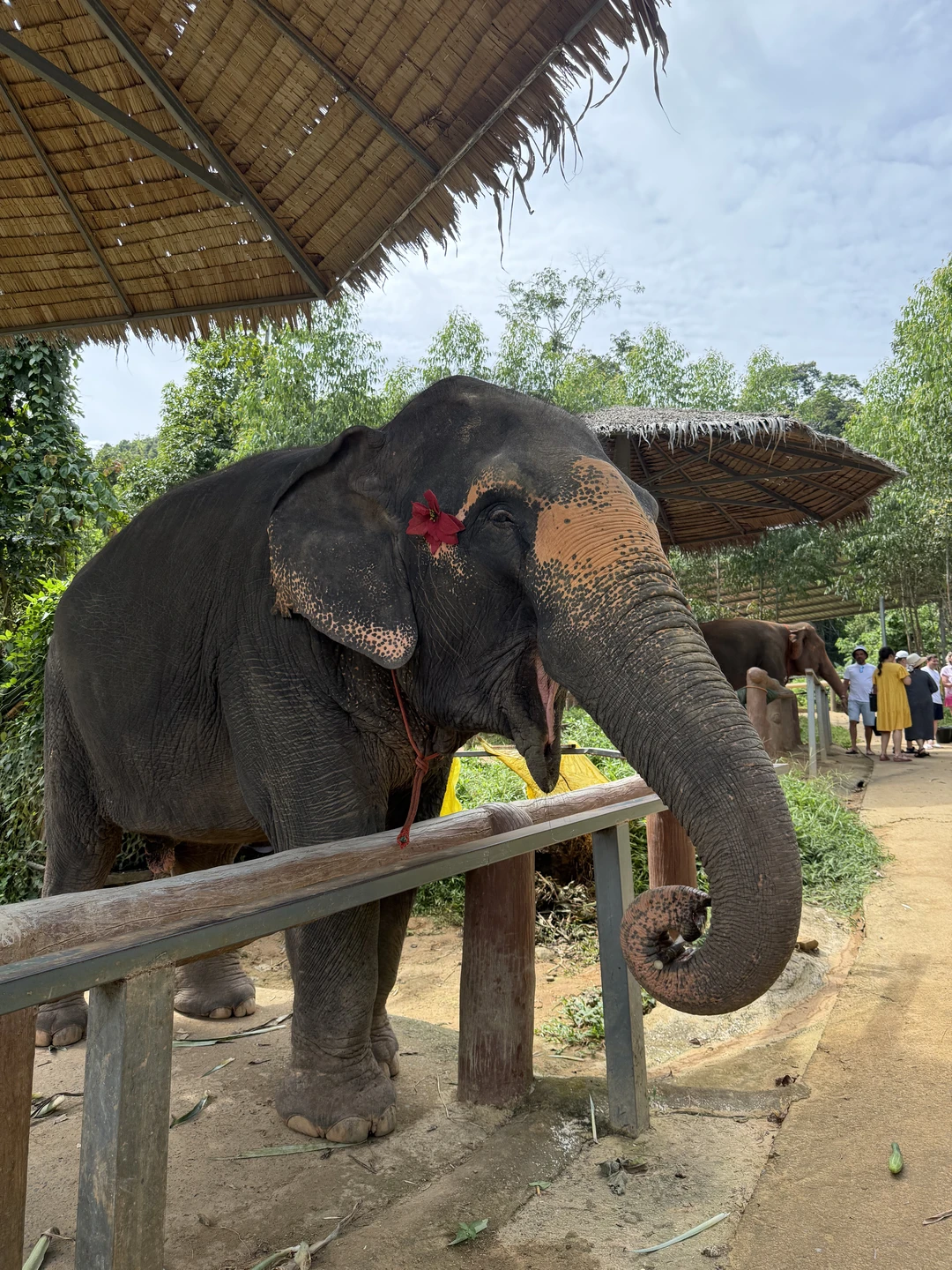Были на экскурсии 14.11.25, заповедник: Phuket Elephant care. Отмечу очень удобное время старта - 12ч. дня