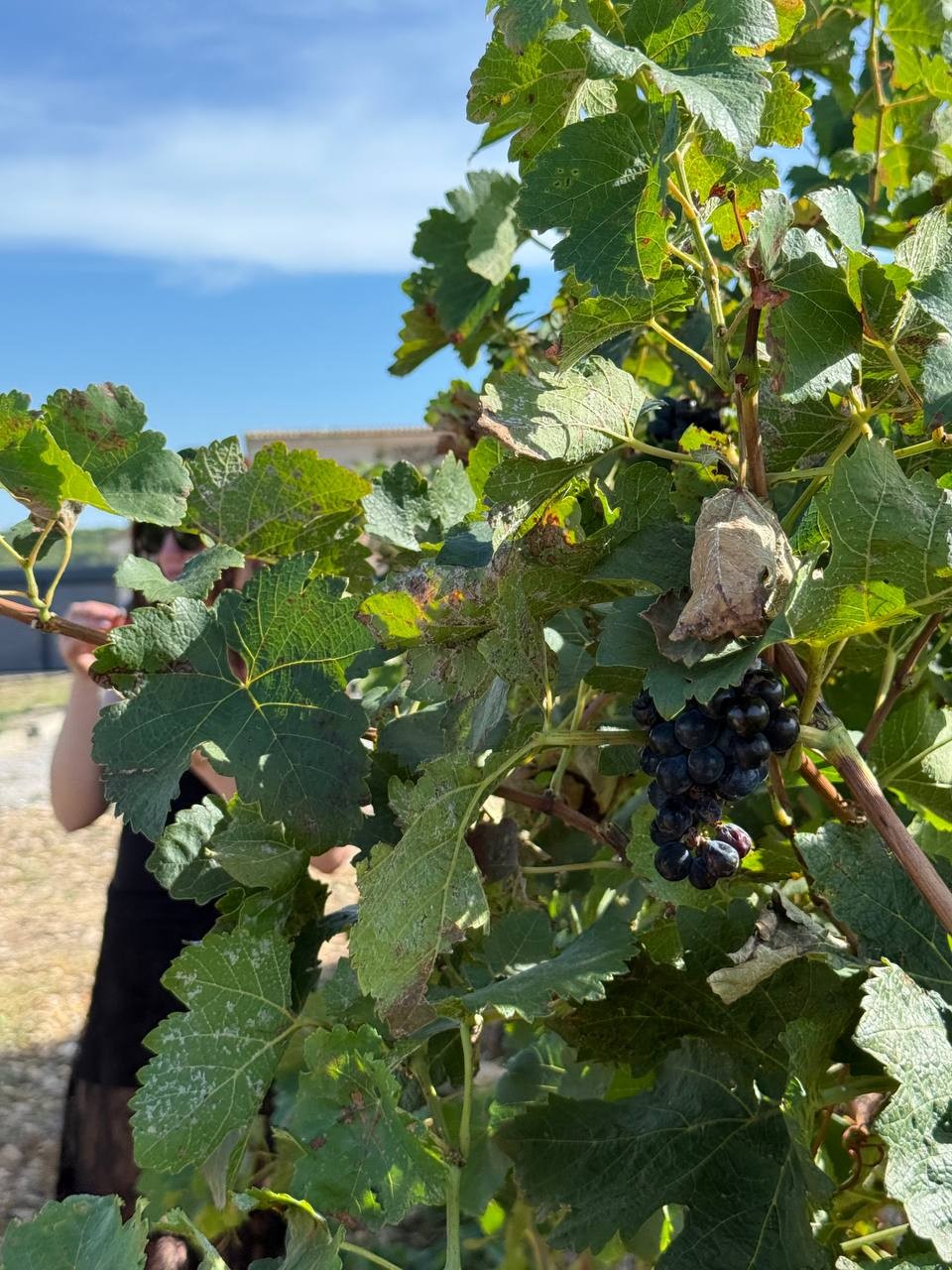 Чудесно провели день. Винодельни потрясающие, вина шикарные, рассказы Полины интересные. Эта экскурсия - самый лучший вариант