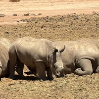 Фото отзыва 2: экскурсия "Сафари в заповеднике «Аквила»: встреча с Большой пятёркой"