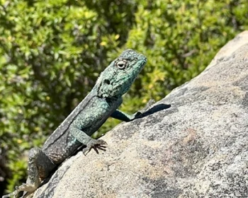 Ботанический сад, колорит Кейптауна и прогулка на яхте во время заката