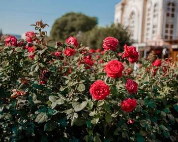 Суворовские термы