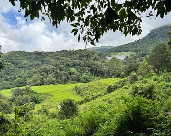 Мае Салонг - чайные плантации и китайская культура
