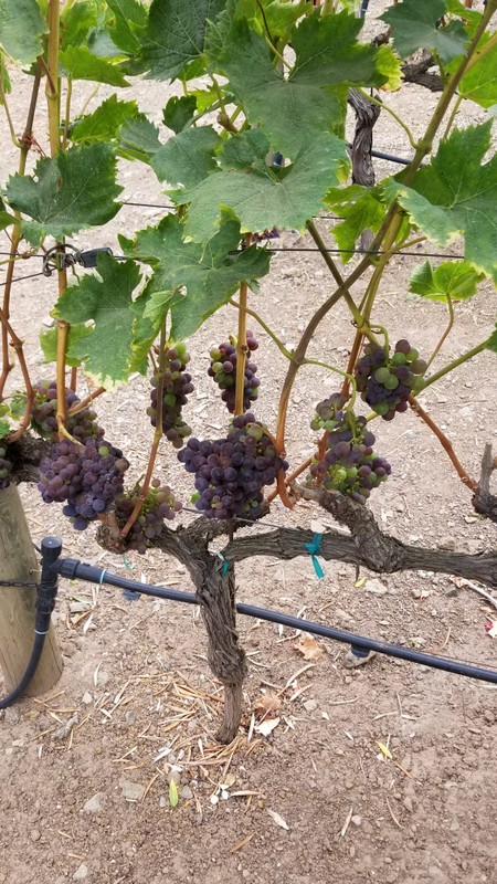 Из Сан-Франциско - в винный вояж по долинам Сонома и Напа