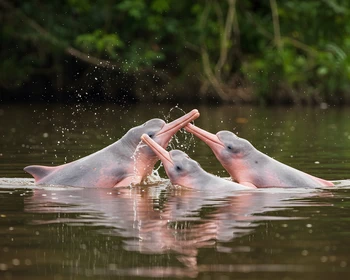 Прогулка по джунглях, купание с розовыми дельфинами и возвращение в Манаус