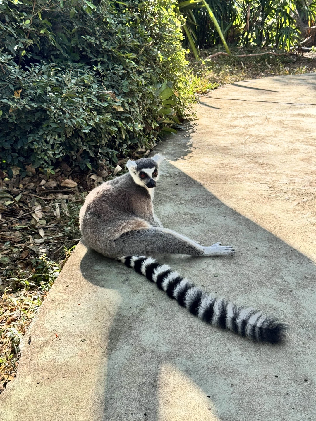 Экскурсия в зоопарк очень понравилась! За 4 часа мы успели посмотреть кажется всех животных, море впечатлений