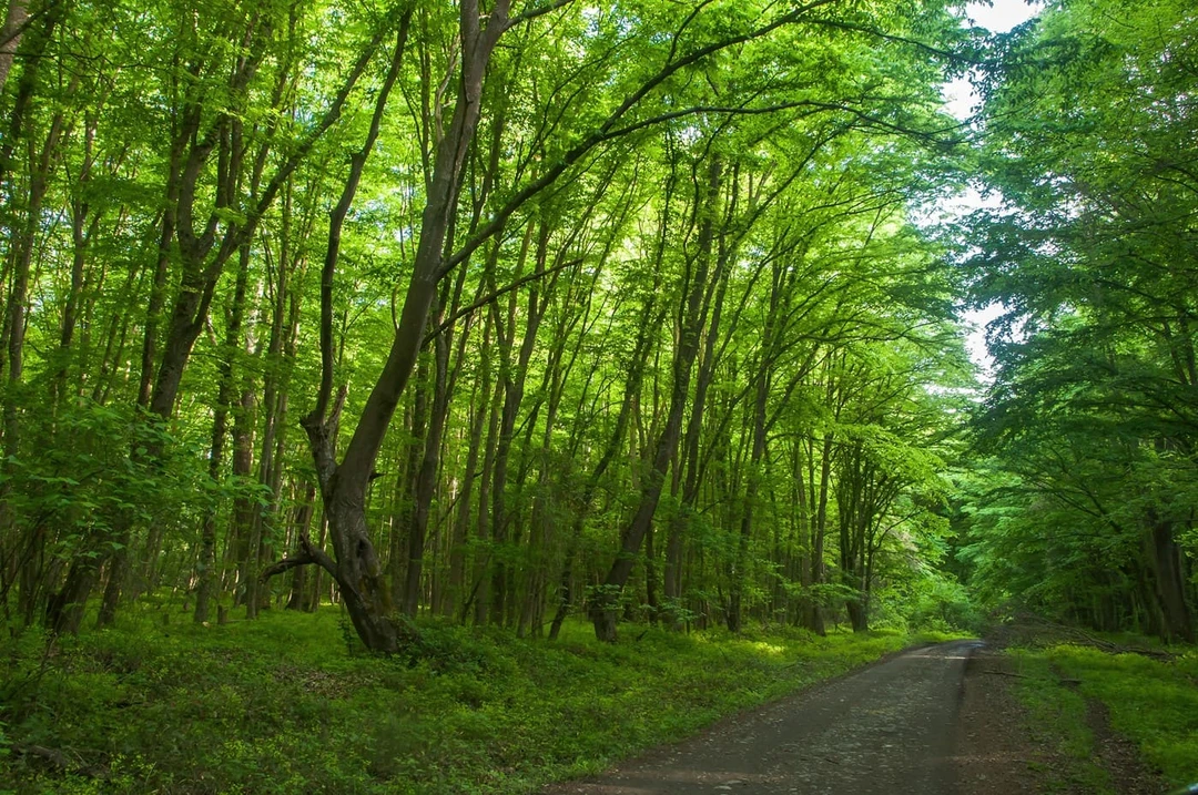 Самурский лес&nbsp;— единственный лиановый лес в&nbsp;России