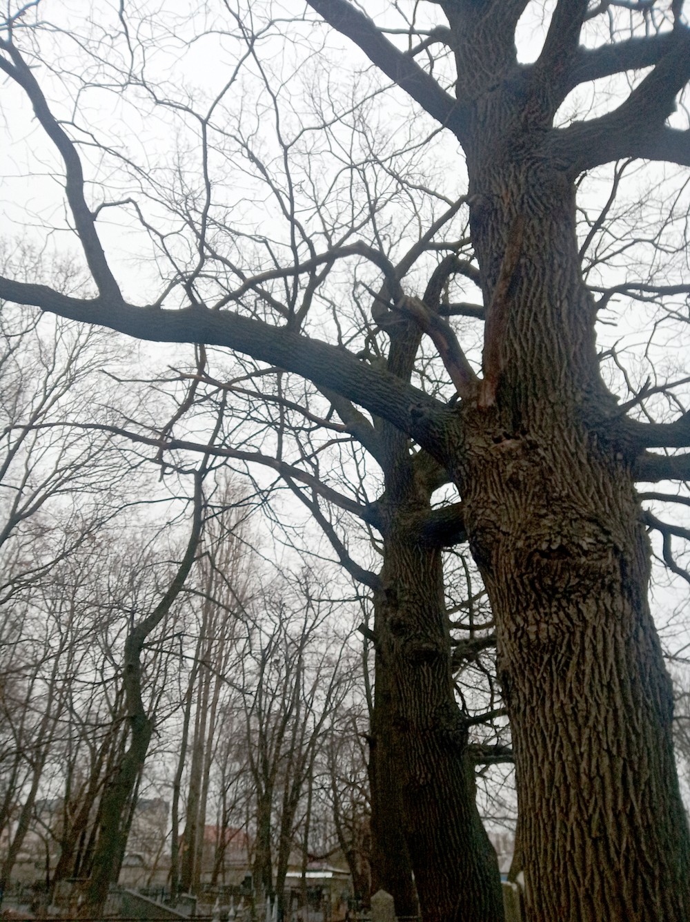 Тайны воронежского некрополя (2/7)