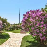 Цветущая Москва: когда и&nbsp;где любоваться сакурой, миндалём и&nbsp;розами