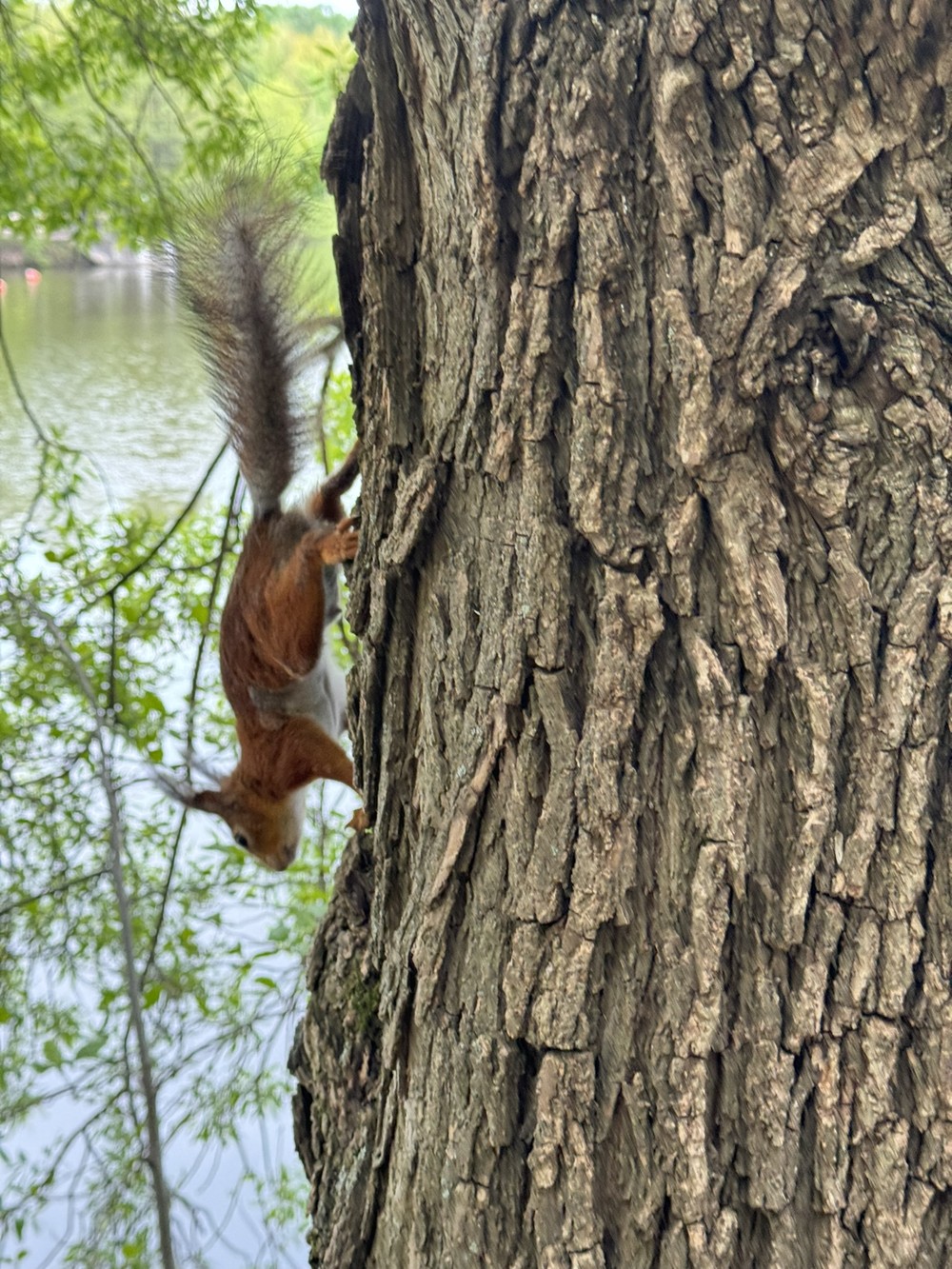 По Царицынскому пейзажному парку — с экспертом МГУ (6/8)