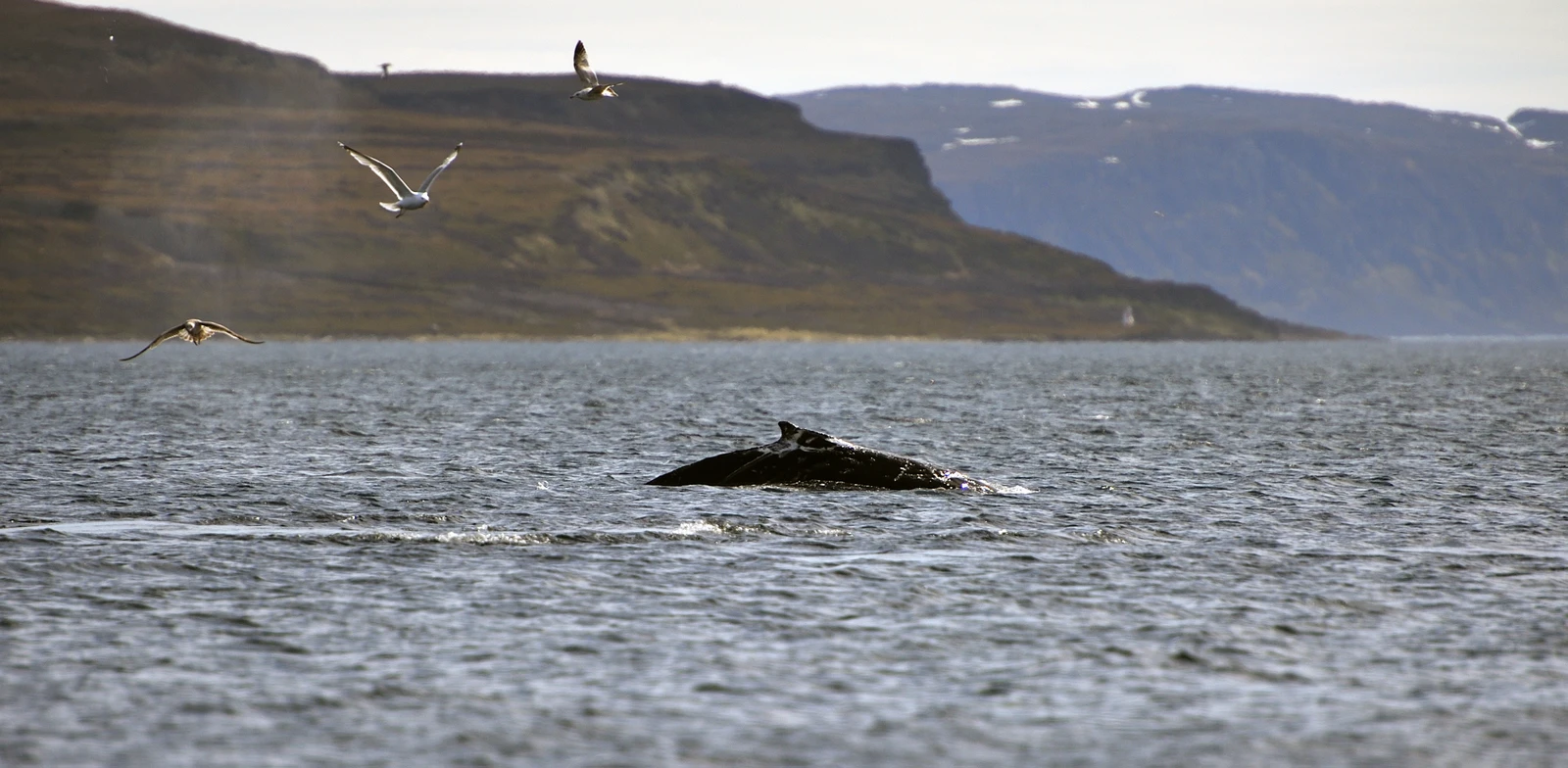 Териберка, киты и сияние: путешествие на 3 дня