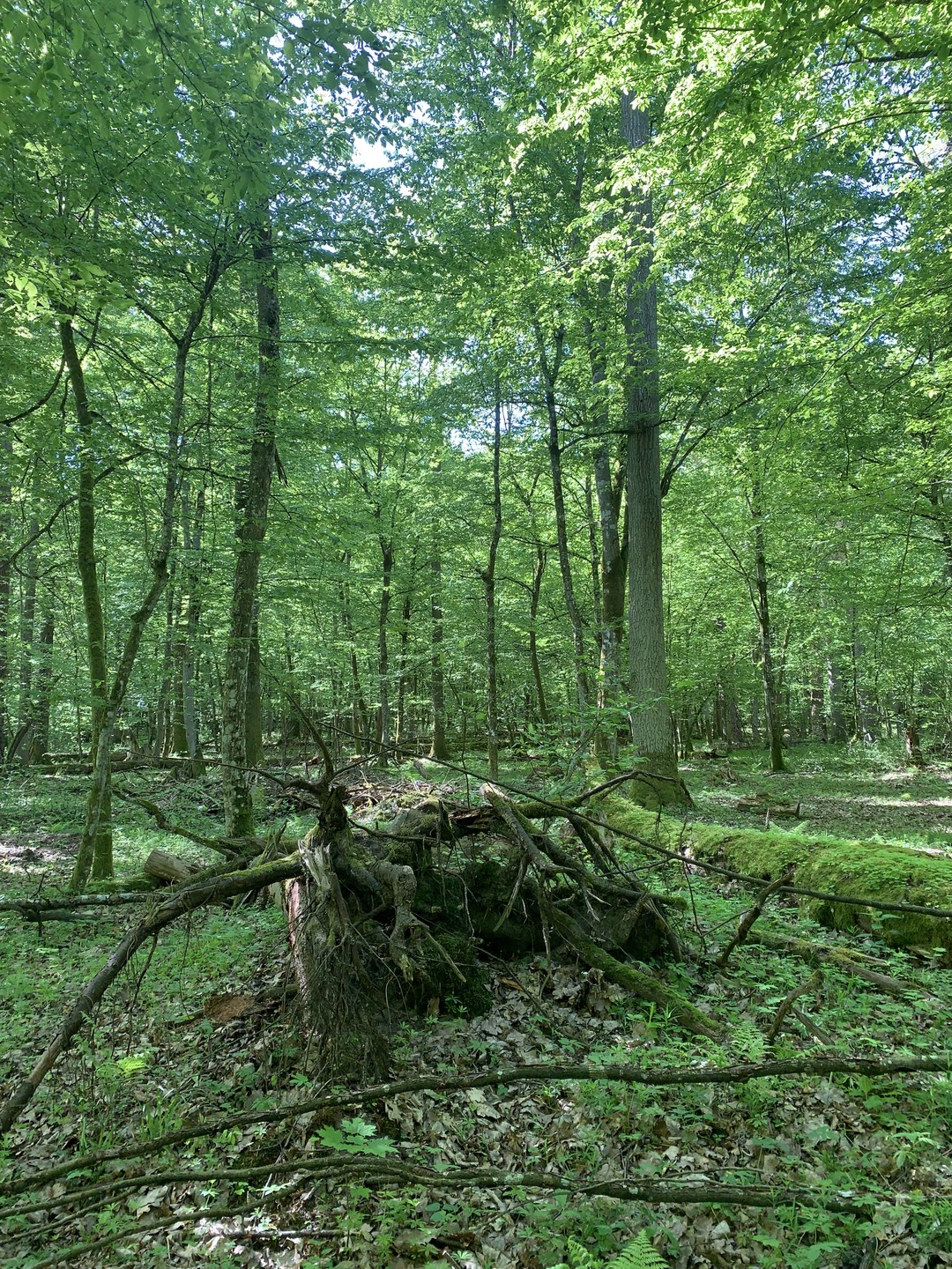Беловежская пуща по выходным и праздникам (Карина)