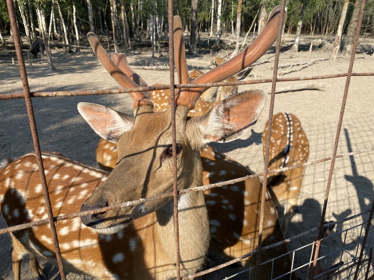 Уютный поход из Москвы к кабанчикам (8/9)