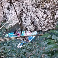 Фото отзыва 1: экскурсия "Круглогодичный оазис Сочи: Тисо-самшитовая роща и Чёртовы ворота"