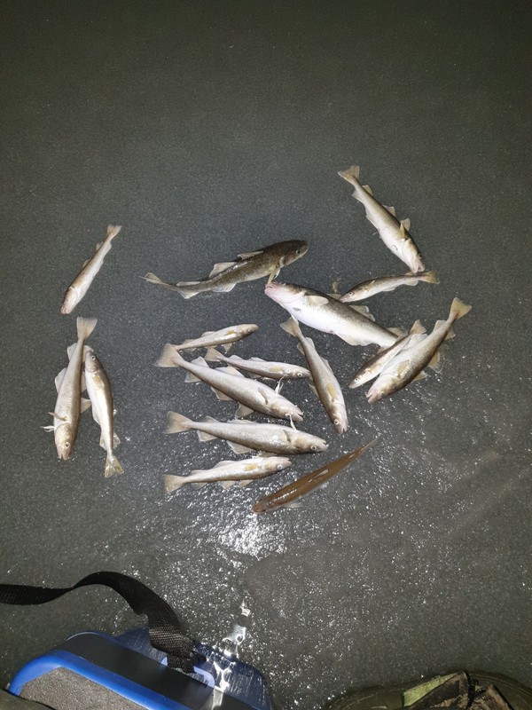 Виды Подлёдная рыбалка во Владивостоке