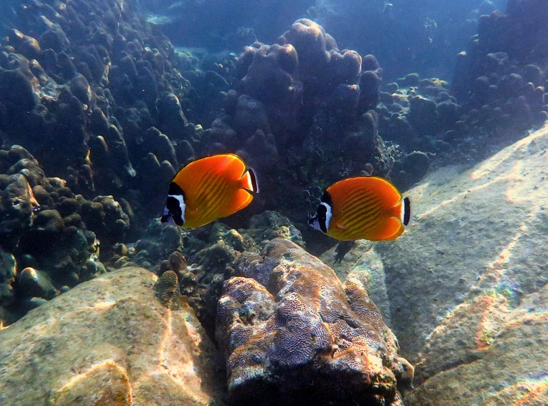 На катамаране к мангровым лесам: индивидуальный круиз по Андаманскому морю