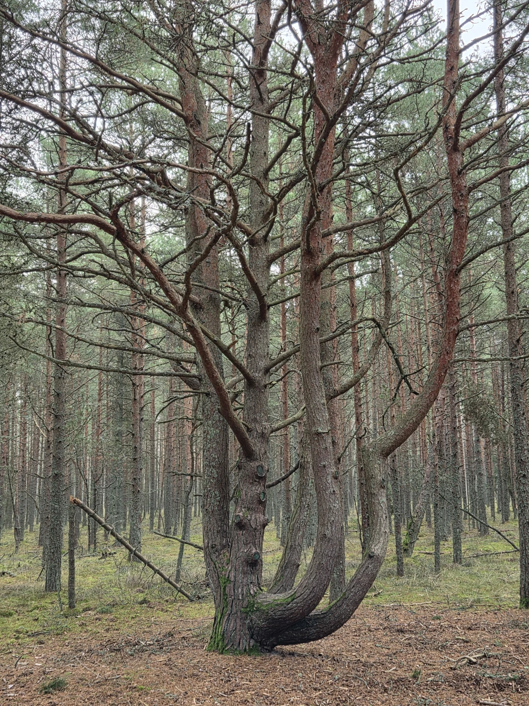Поездка очень понравилась, прекрасная подача материала. Елена рассказала и о формировании косы, и о народах, населявших