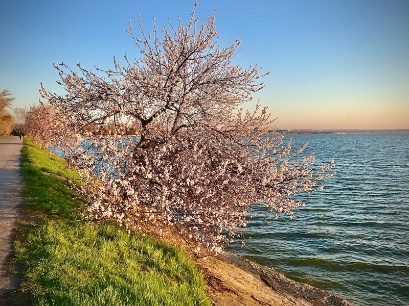 Цветущие вишнёвые сады на родине А.П. Чехова